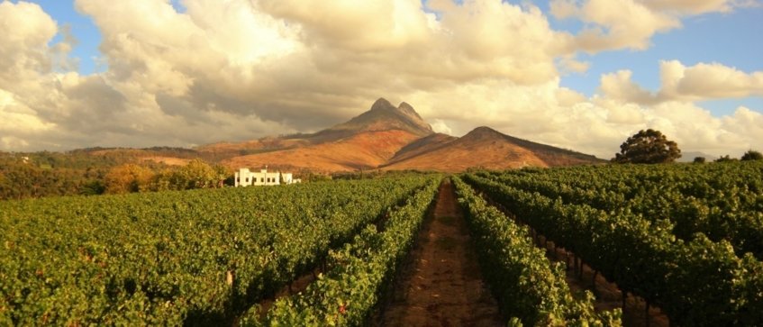 wine tours stellenbosch - Wine Paths